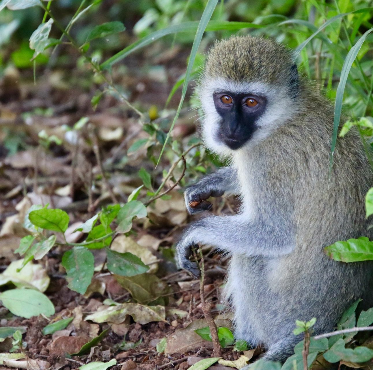 Vervet Monkeys - Born Free