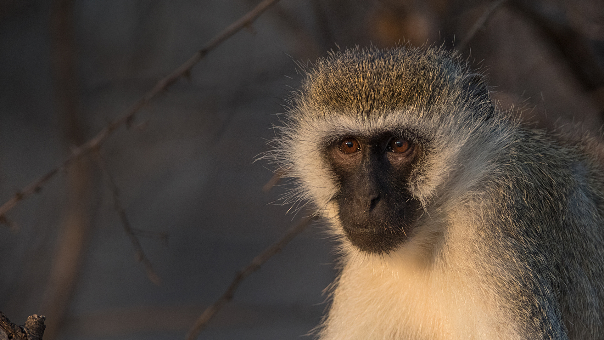 Close up of a vervet monnkey with black face framed with white fur, and grey fur on the top of its head