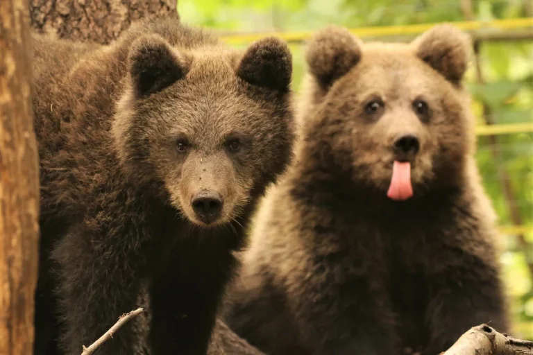 Orphan Bear Rescue Centre Gallery