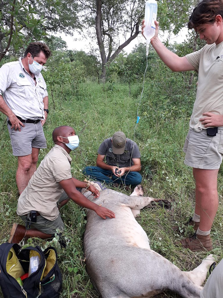 A lion received treatment © Lilongwe Wildlife Trust