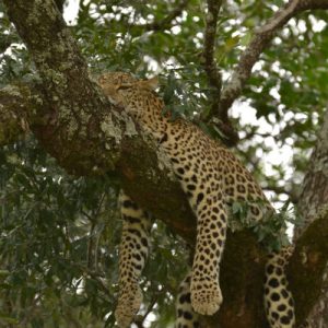 A leopard sleeping in a tree