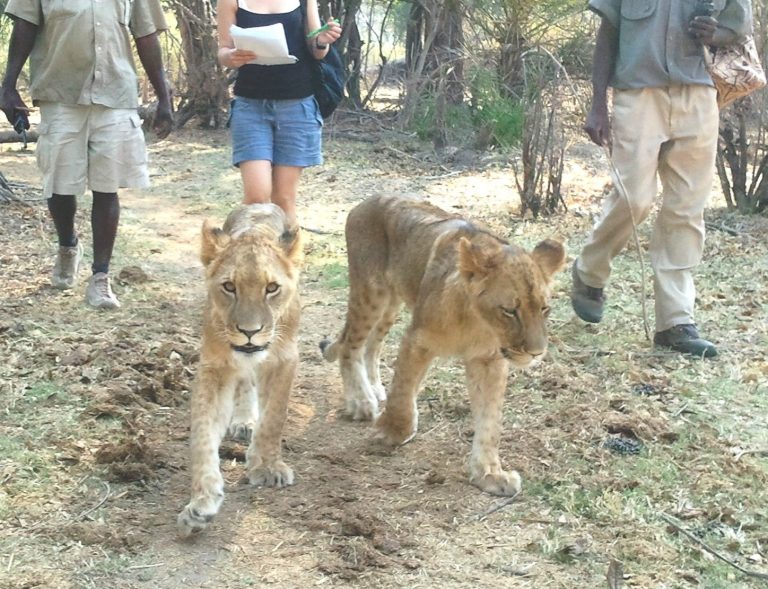 CAPTIVE LION BREEDING & TRADE GALLERY