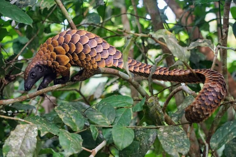 Sangha Pangolin Project Gallery