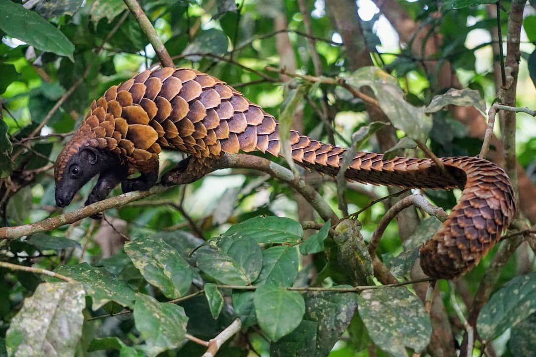 A pangolin balances on a thin branch in a leafy tree