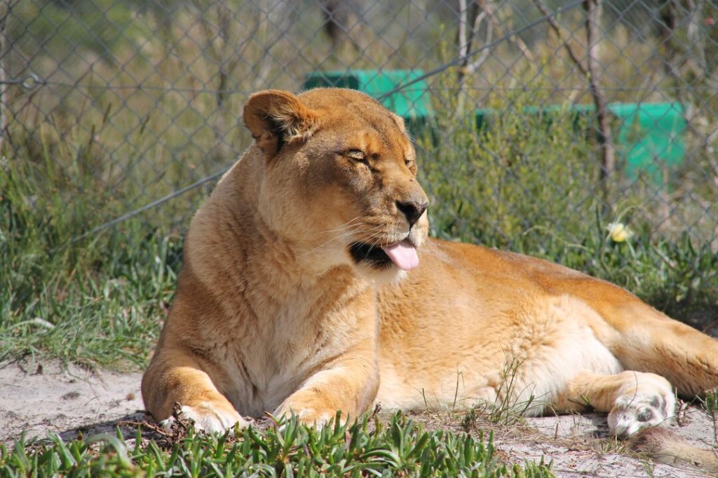 A lioness is sitting on the ground in the sun, with tongue poking out