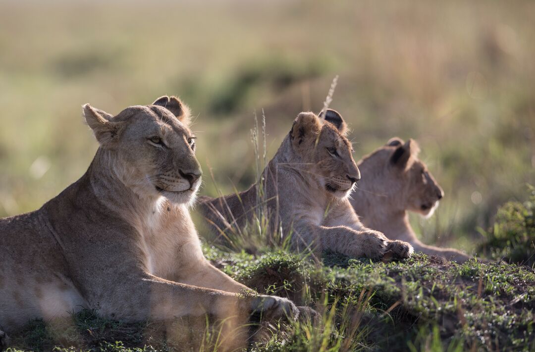 A group of three young lions lying together in the long grass