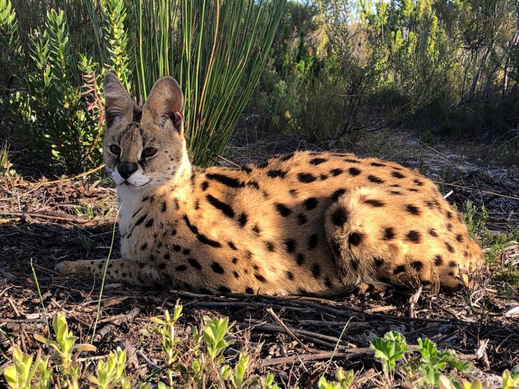 A serval is lying on the ground in the sun, looking into the distance