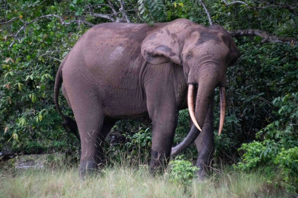 An African forest elephant