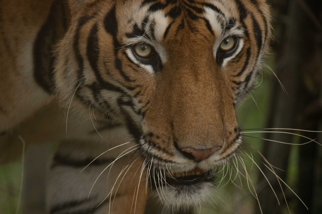 A close-up image of a tiger's face