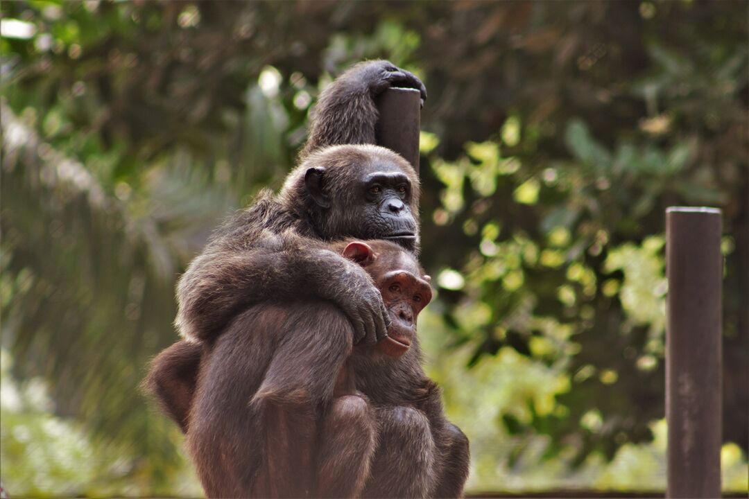 Two chimps with their arms around each other sitting on a platform