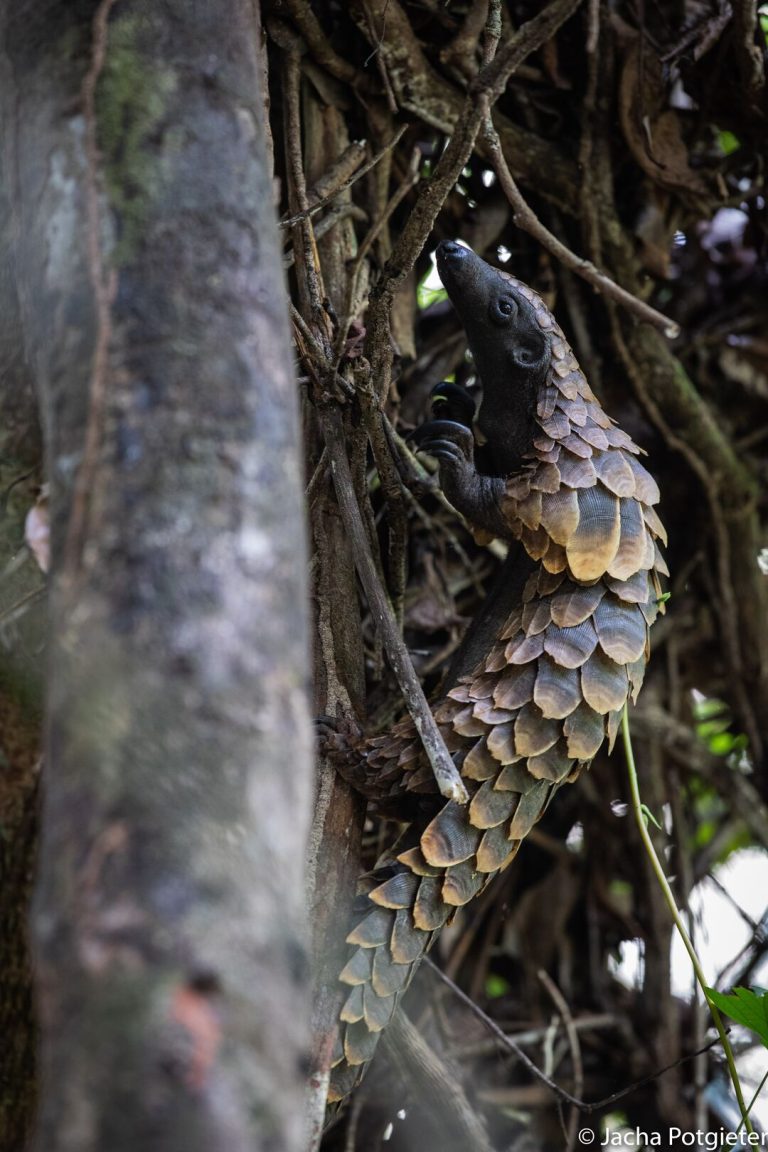 Sangha Pangolin Project Gallery