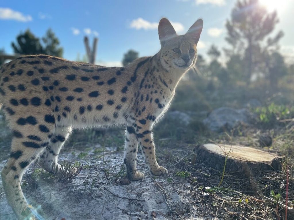 A serval is standing side-on, looking at something in the distance, in bright sunlight