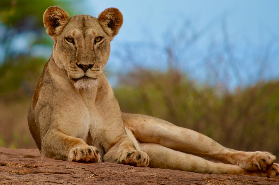 A young lioness lying in the sunshine