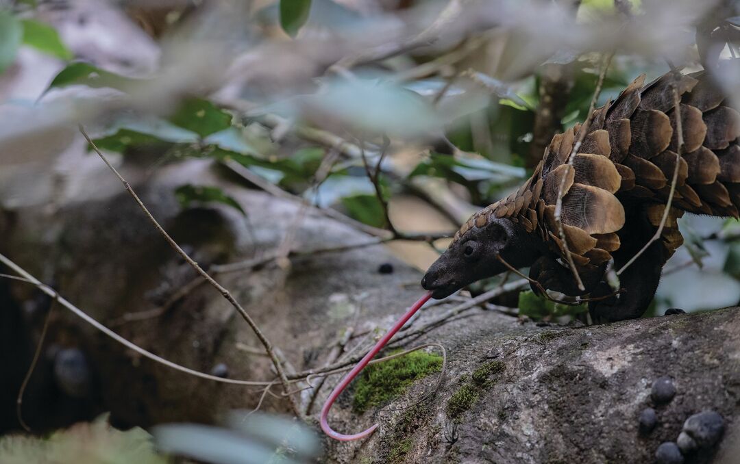 A pangolin in the forest extending a long tongue