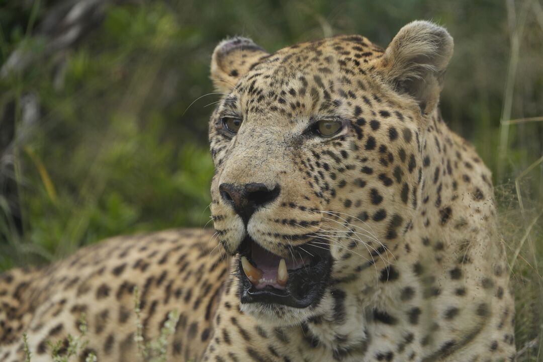 A leopard is standing towards the camera facing slightly towards the left
