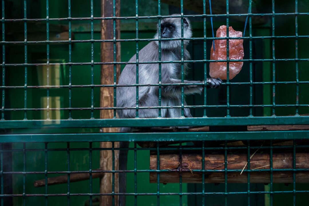 A captive vervet in a zoo enclosure