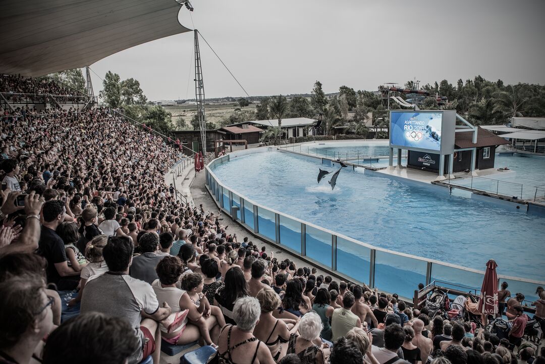 Two orca taking part in a performance at a marine park