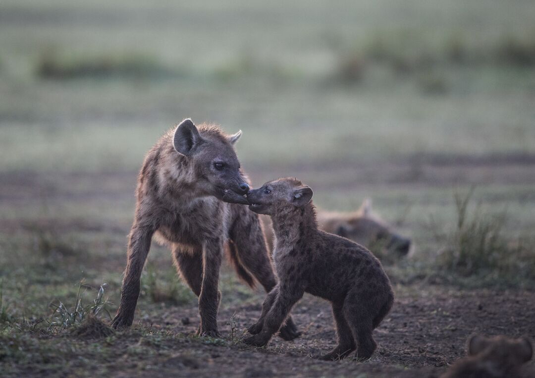 An adult and a young hyena in the wild