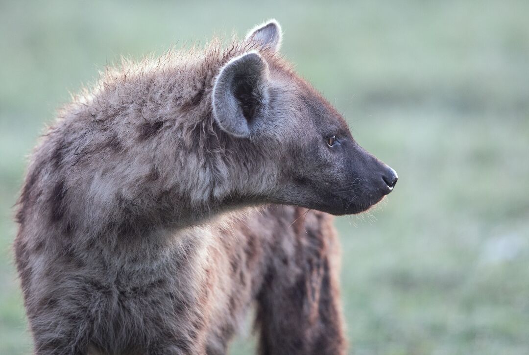 A portrait of a hyena looking back over its shoulder