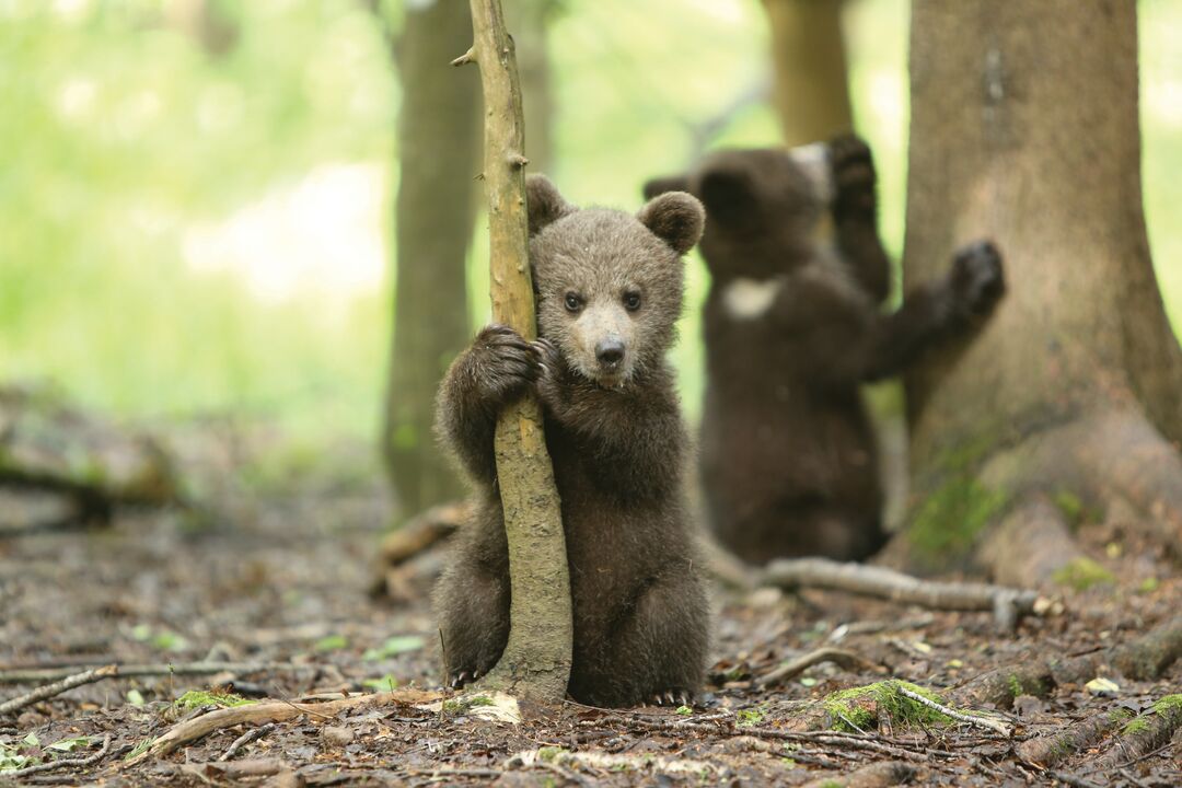 A brown bear cub holding on to a small tree