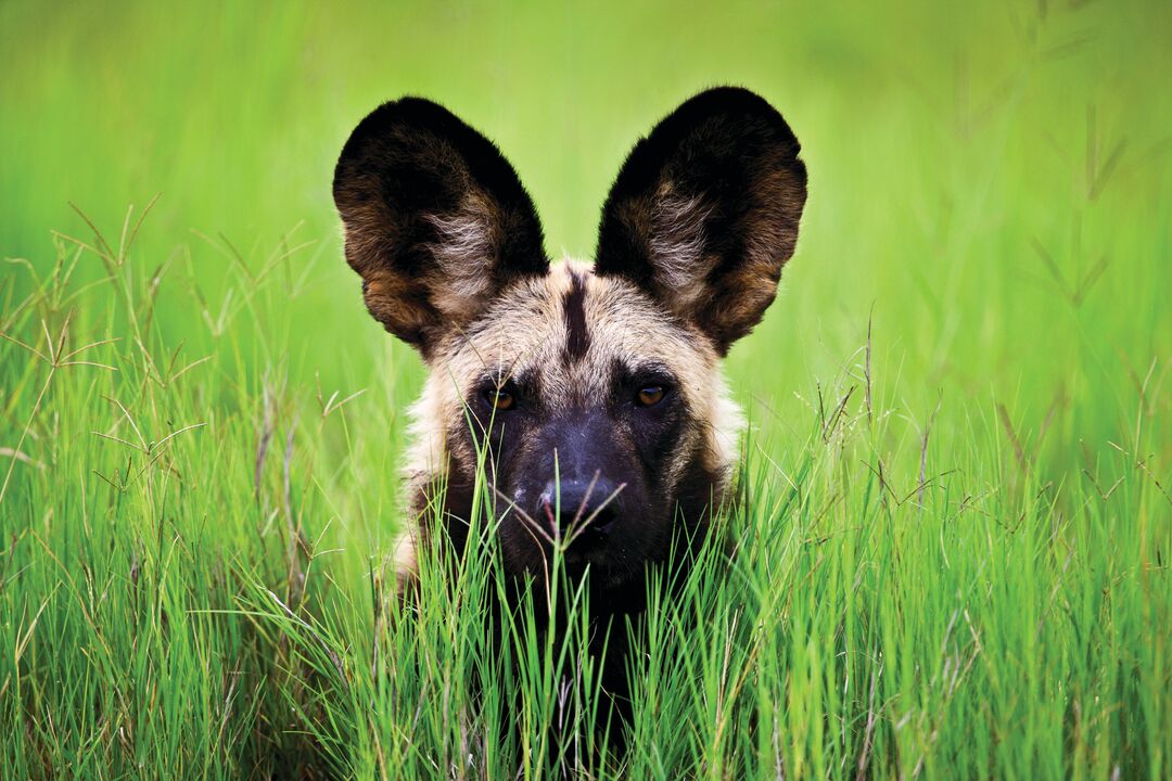 An African wild dog peeping out from long green grass