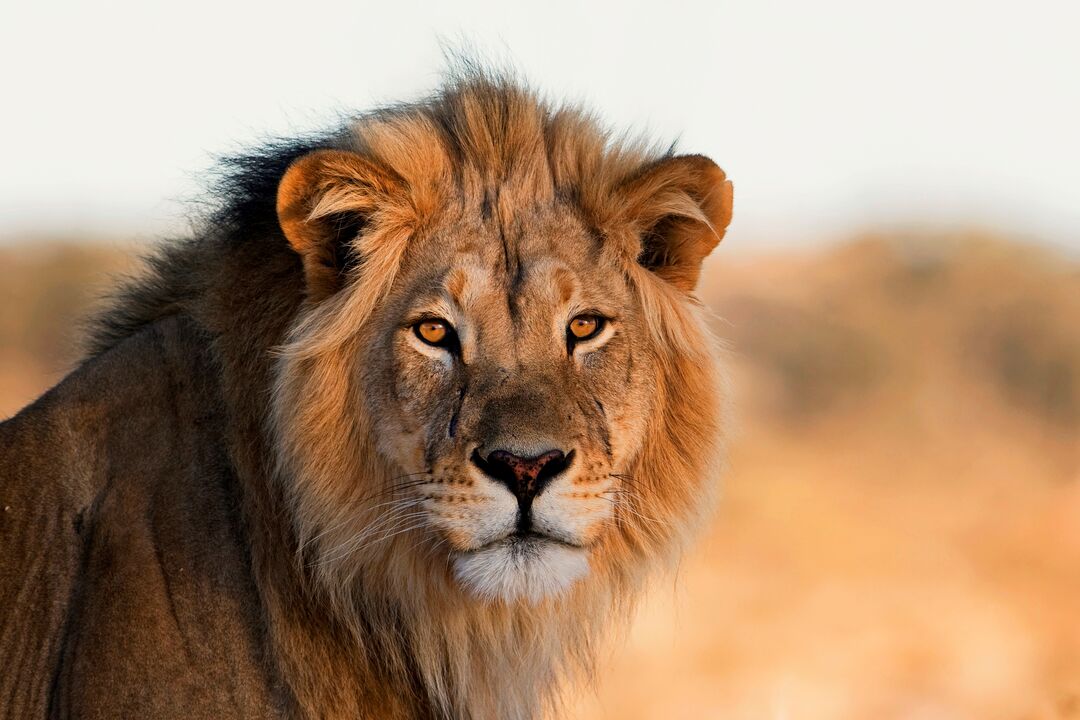 A magnificent male lion stares directly into the camera lens