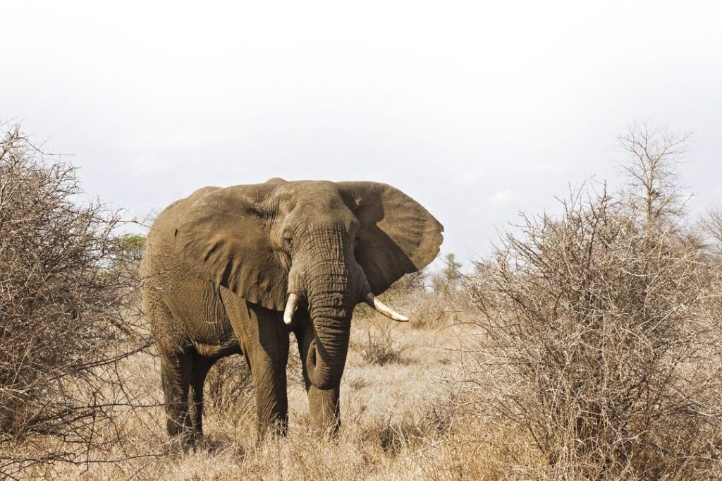 An African savannah elephant