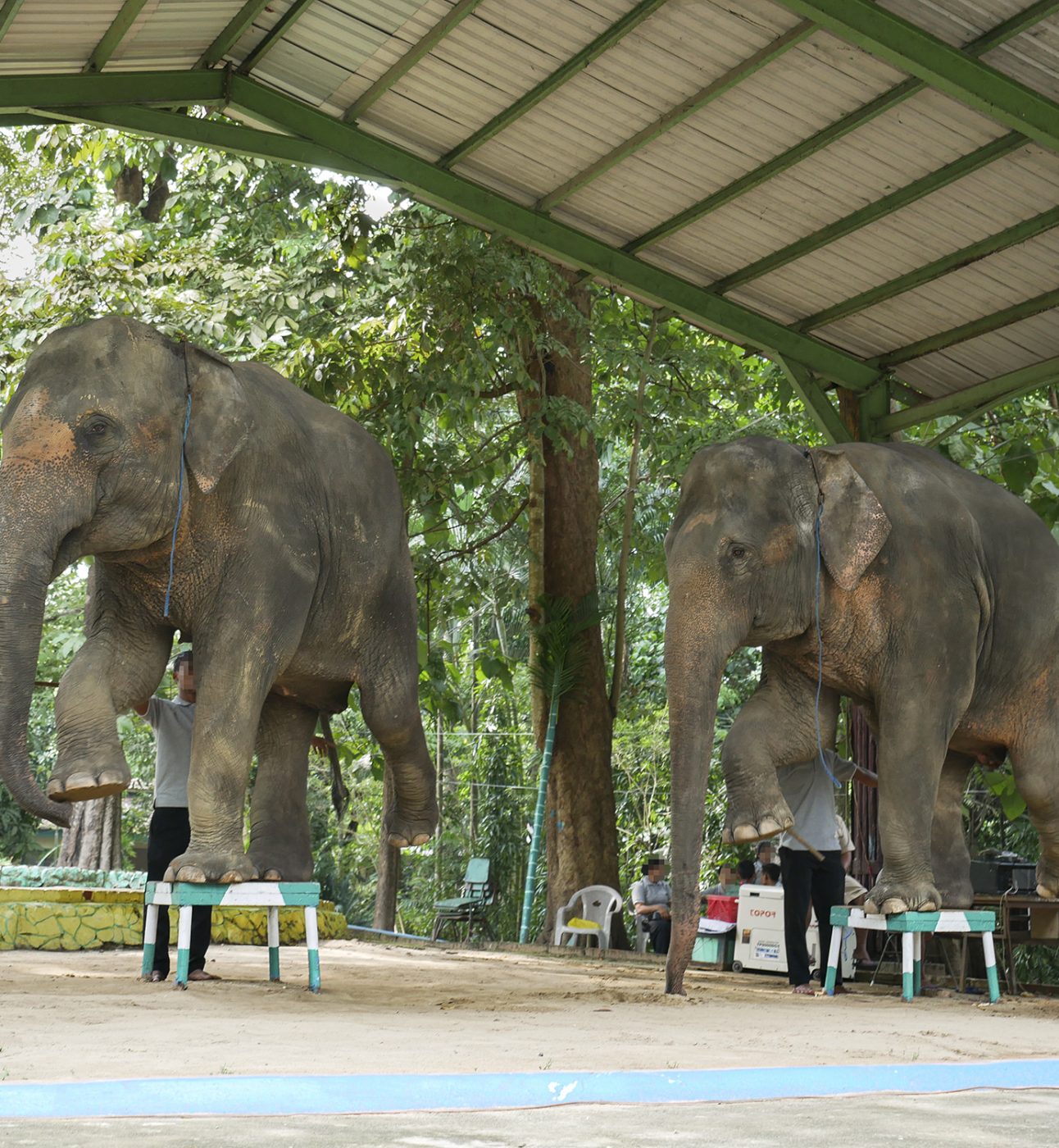 Two elephants balance on footstalls