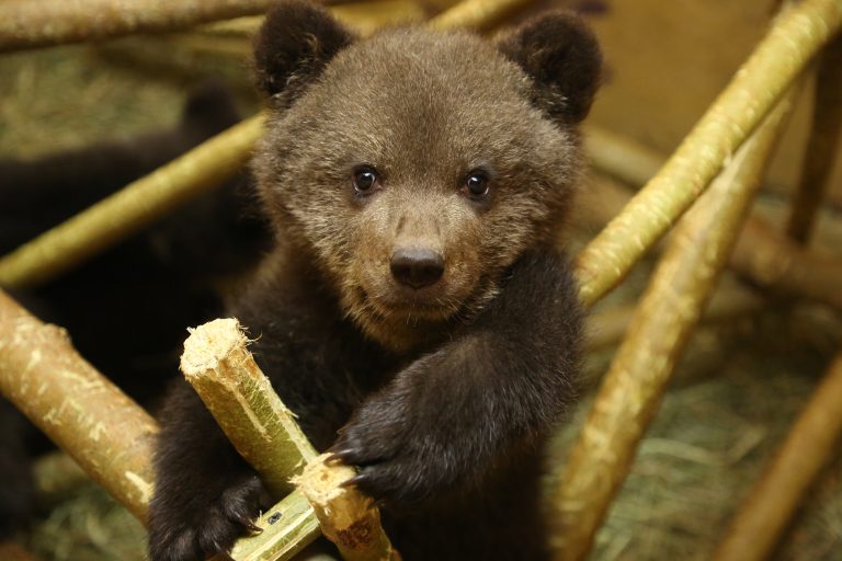 A young brown bear © OBRC