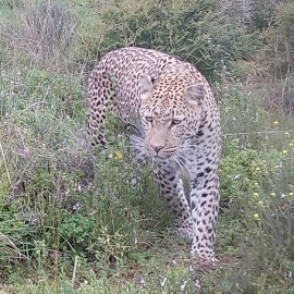 A stunning leopard walking through the long grass - his spots almost camouflage 