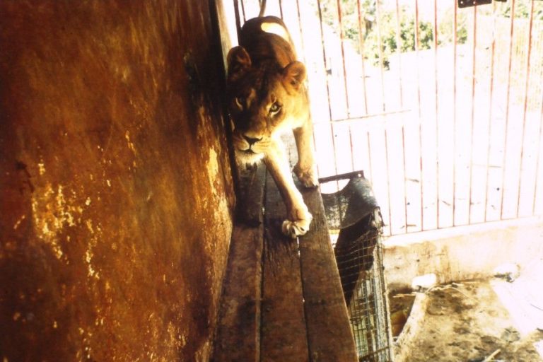 Anthea the lioness, Tenerife, Spain, 1994