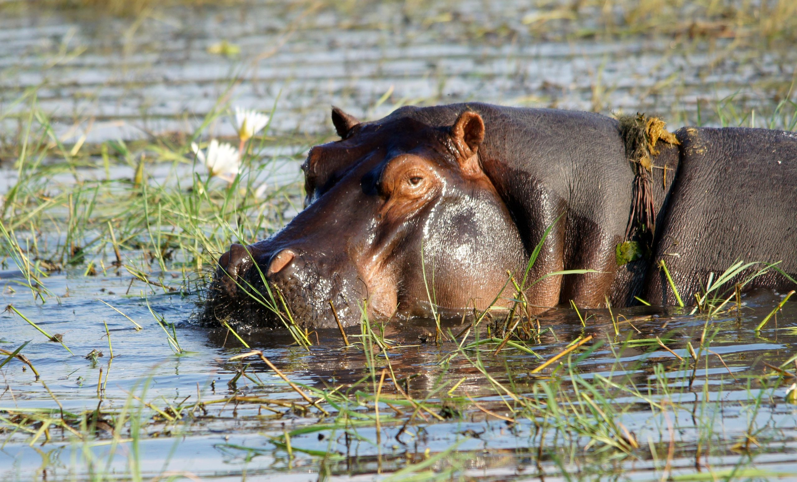 A hippo partially submerged in water