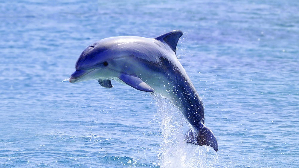 A bottlenose dolphin leaping from the water