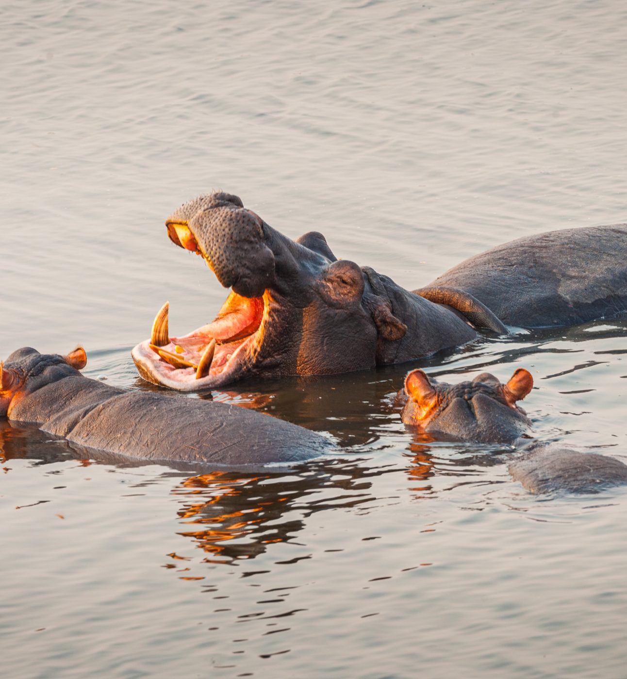 A group of three hippos in the water