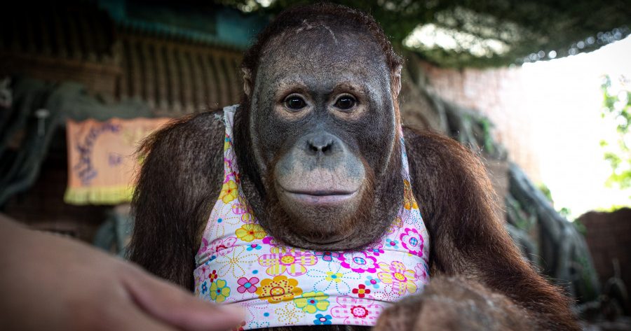 Investigation: Phnom Penh Safari Zoo - Born Free