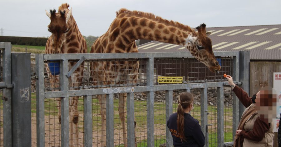 Two giraffes in a pen being fed carrots over the gate