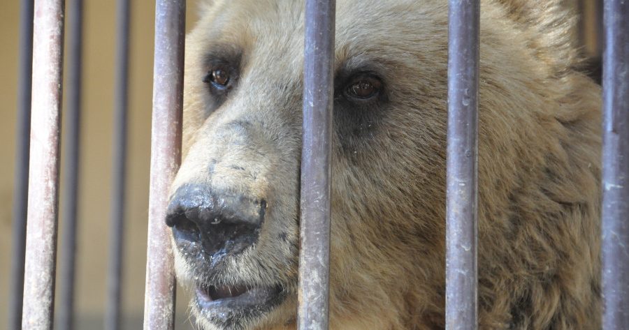 A brown bear looking out from behind the bars of a cage