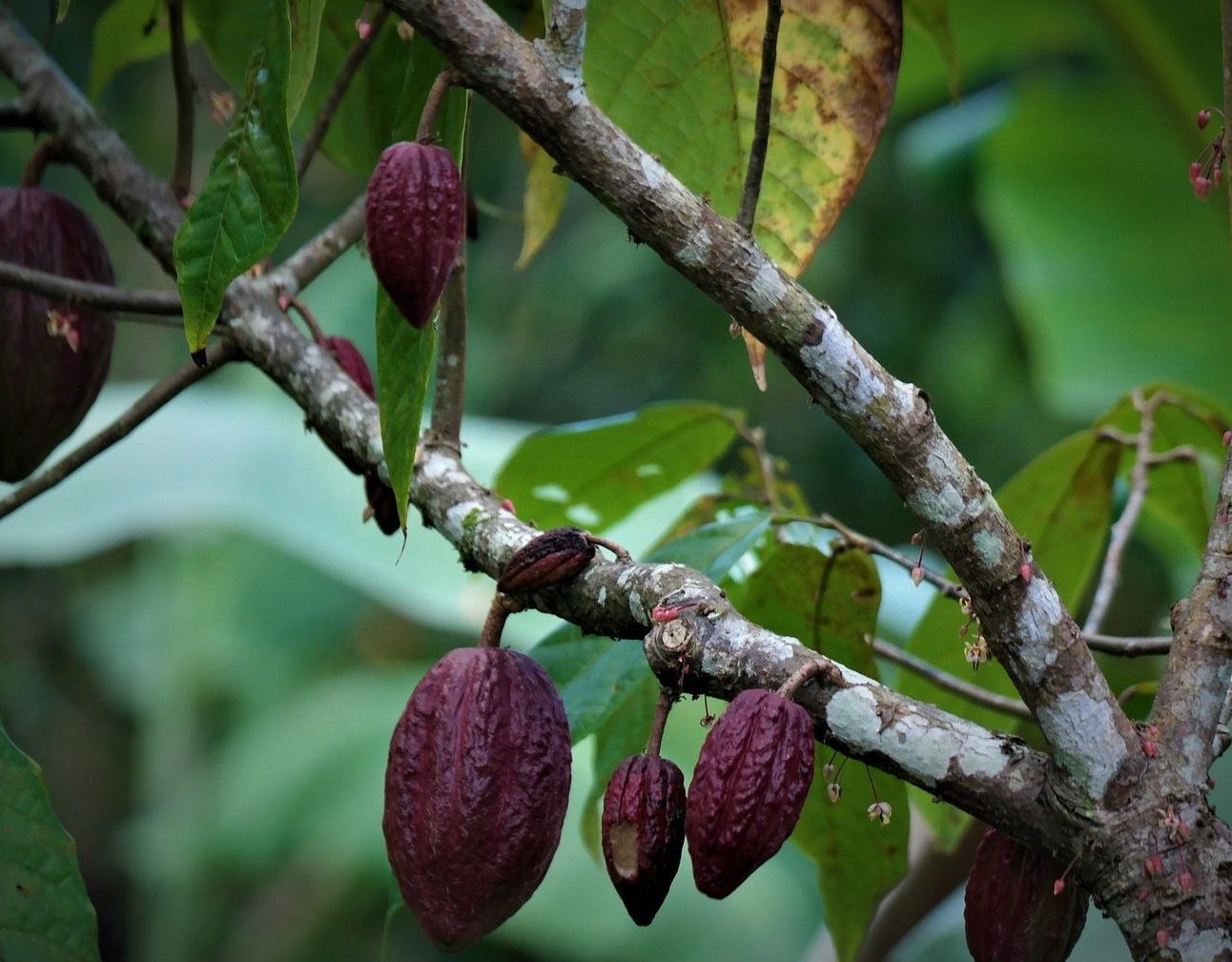 Cocoa beans hanging on a tree