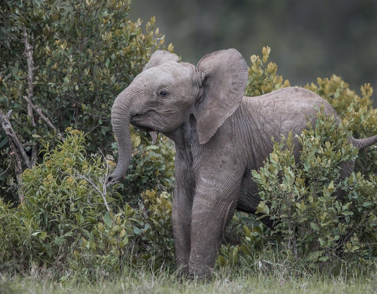 An elephant calf in the dense shrubland