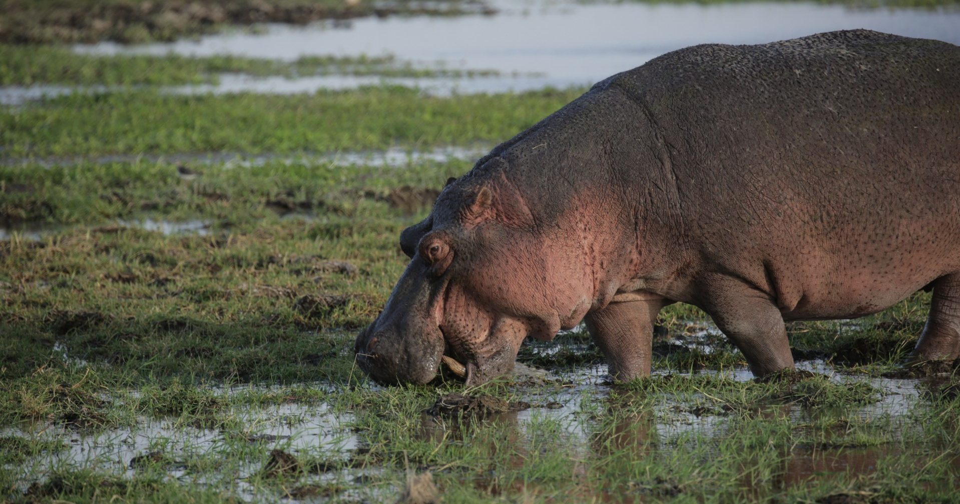 Everything you need to know about hippos - Born Free