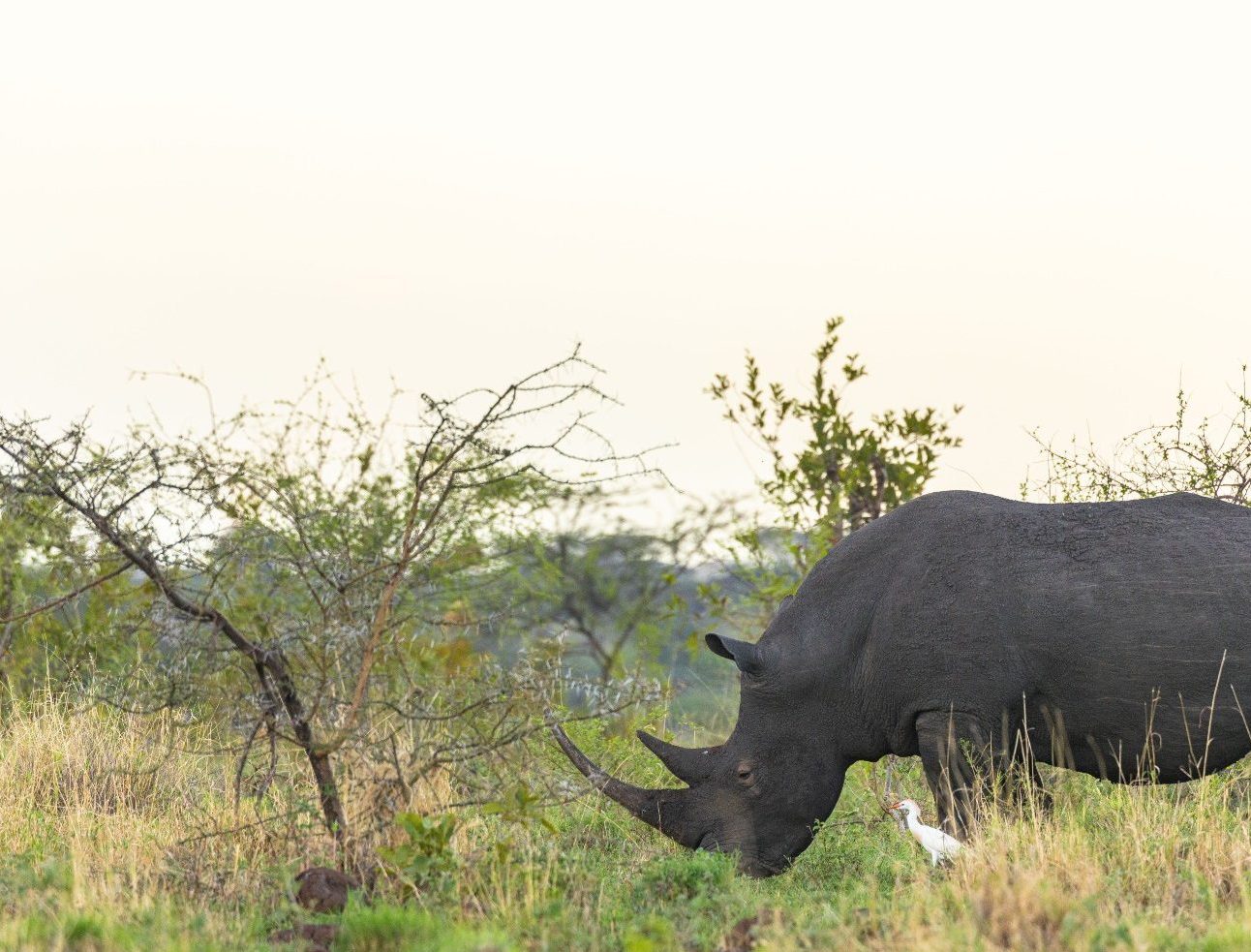 A rhino grazing in the savannah