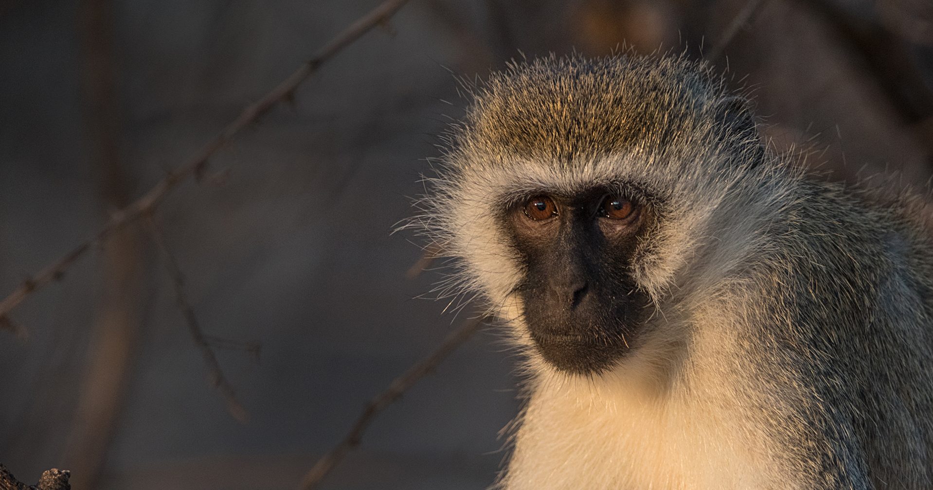 Vervet Monkeys - Born Free