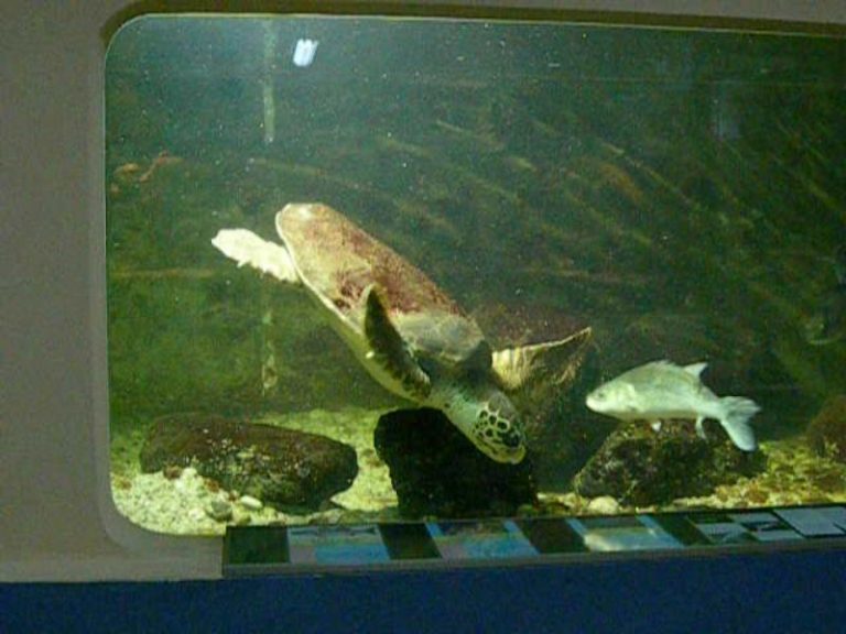 Genoveffa at Alghero Aquarium, 2005 (c) Born Free