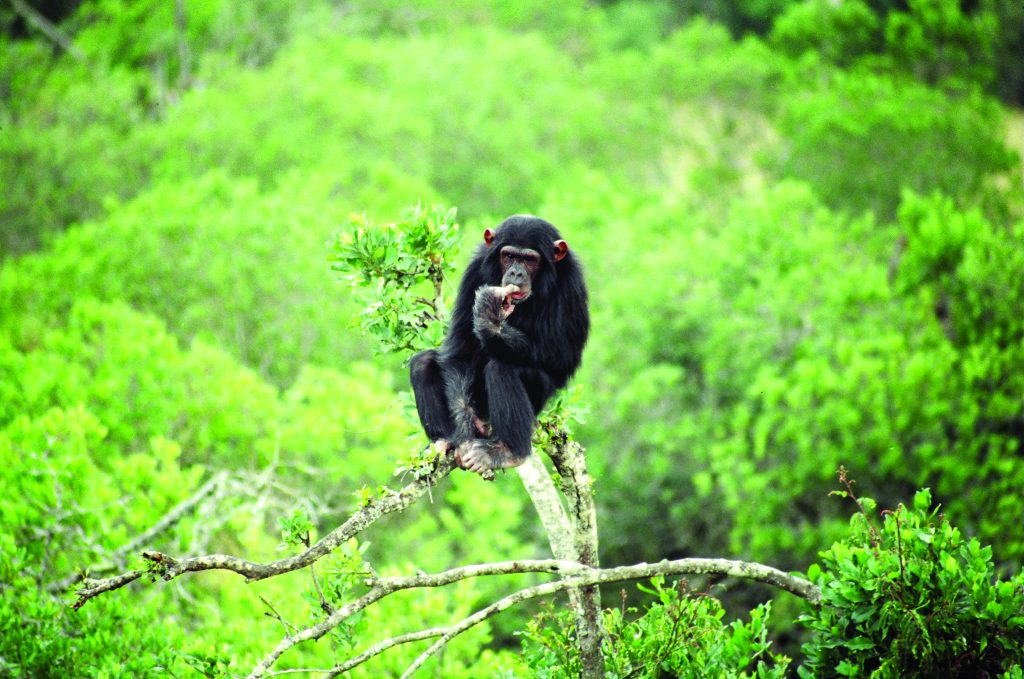 A chimpanzee sitting high up on a branch