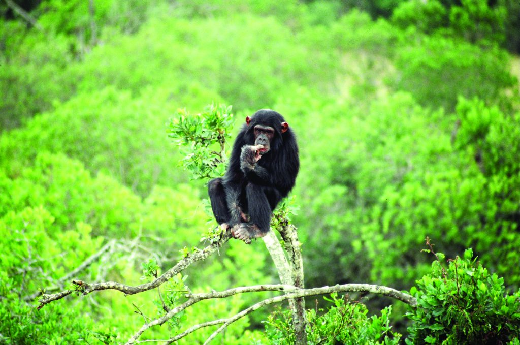 A chimpanzee sitting high up on a branch