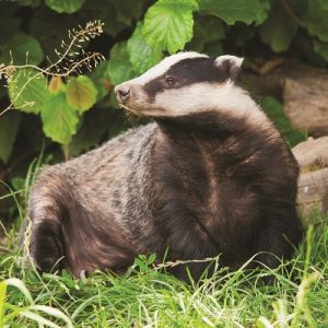 A badger stands with head turned looking to the left