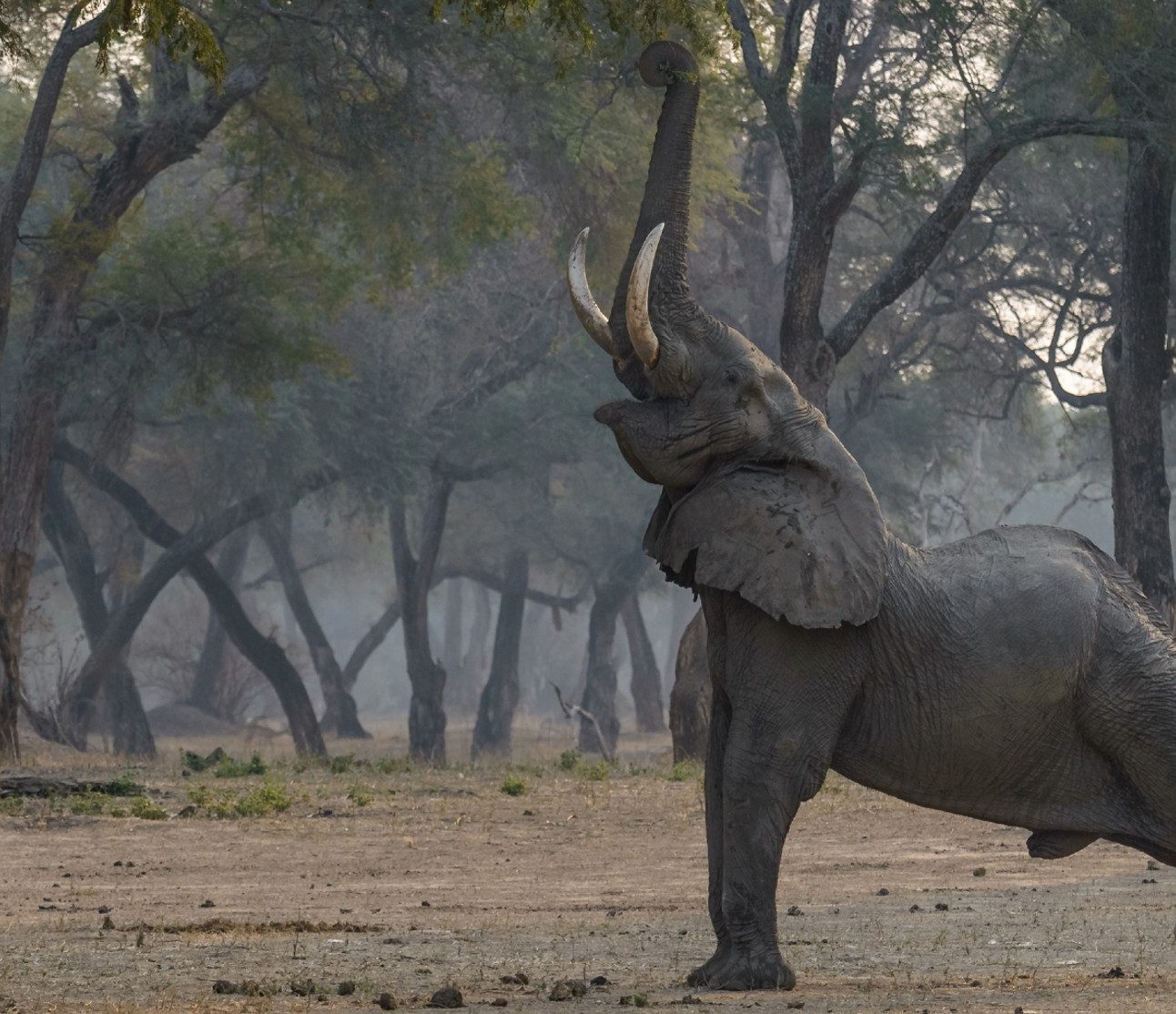 An elephant stretching its back legs out and raising its trunk to the sky