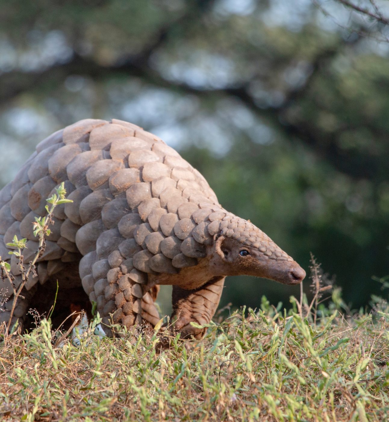 A pangolin walking through the undergrowth