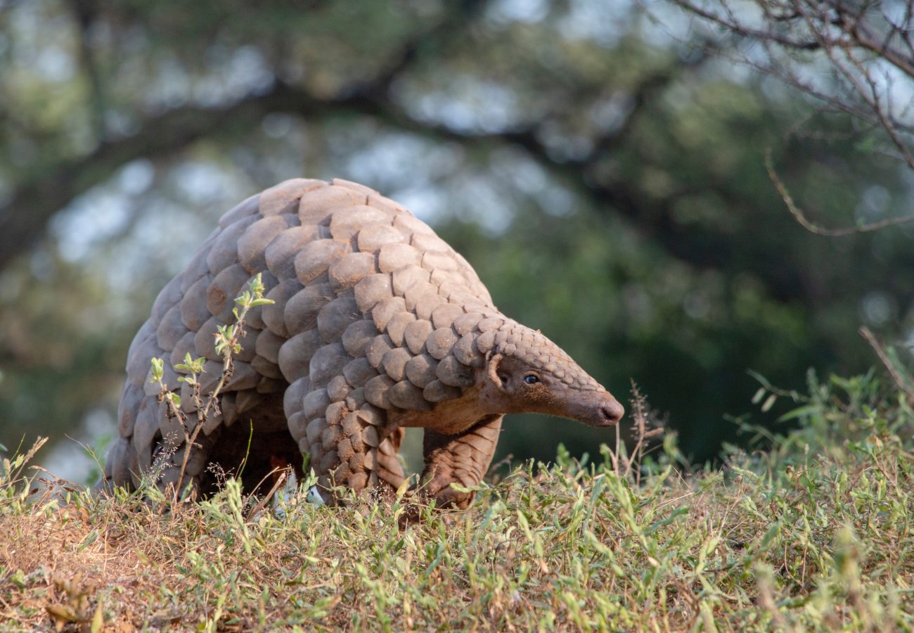 A pangolin walking through the undergrowth