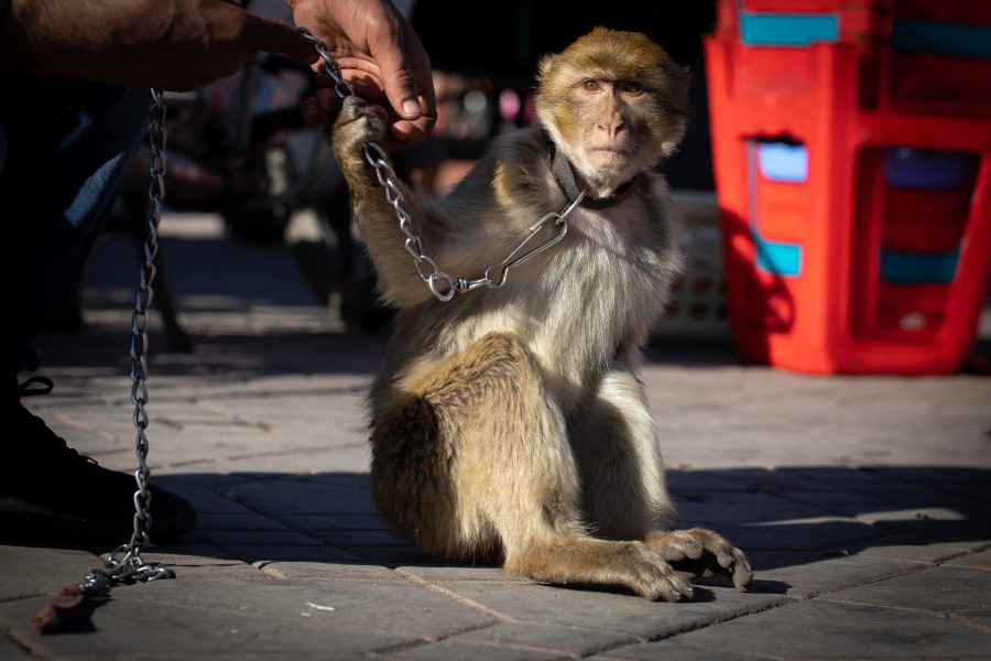 A barbary macaque sitting on the pavement with a chain around its neck